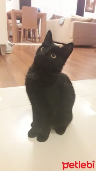 Tekir Kedi, Kedi  Nero fotoğrafı