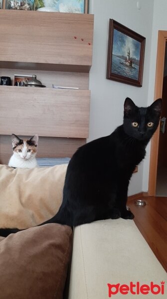 Tekir Kedi, Kedi  Nero fotoğrafı