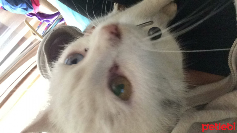 Van Kedisi, Kedi  Ananas fotoğrafı