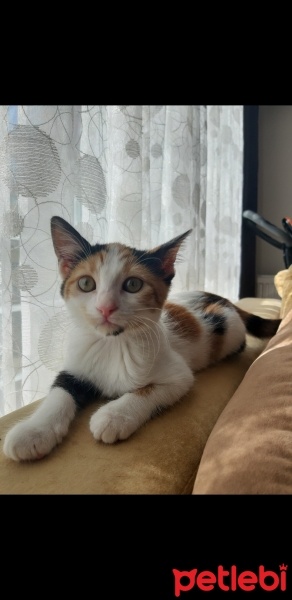 Tekir Kedi, Kedi  Mia fotoğrafı