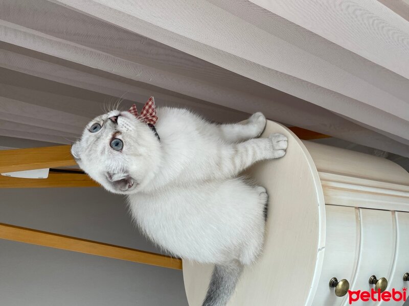 Scottish Fold, Kedi  Sütlaç fotoğrafı