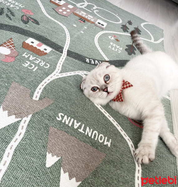 Scottish Fold, Kedi  Sütlaç fotoğrafı