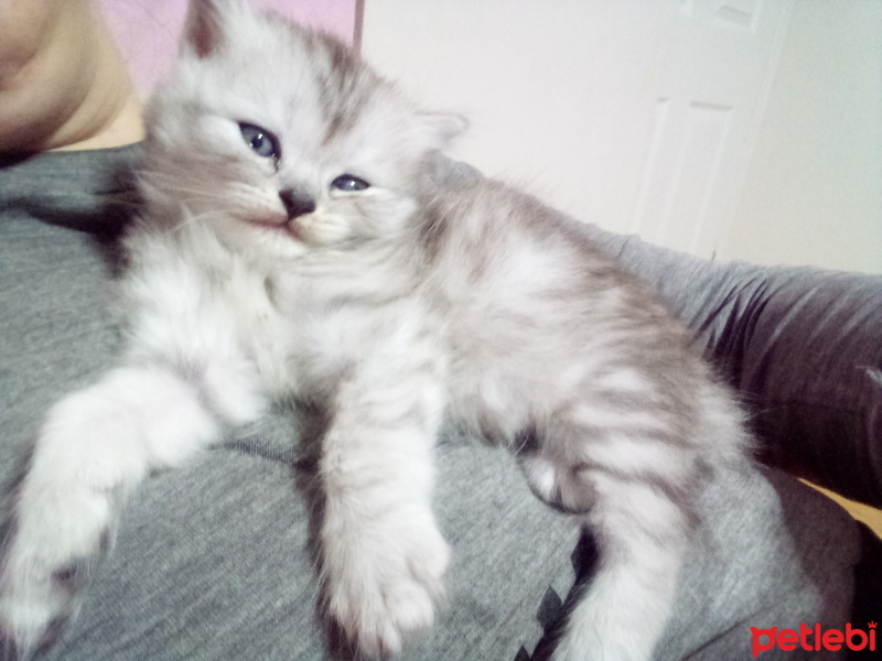 British Longhair, Kedi  Pati fotoğrafı