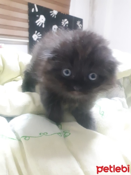 British Longhair, Kedi  Pati fotoğrafı