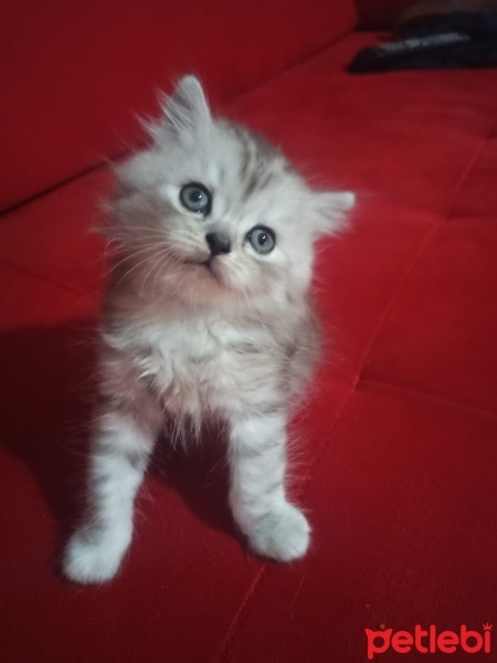 British Longhair, Kedi  Pati fotoğrafı