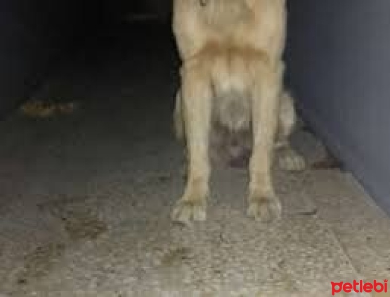 Golden Retriever, Köpek  Gofret fotoğrafı