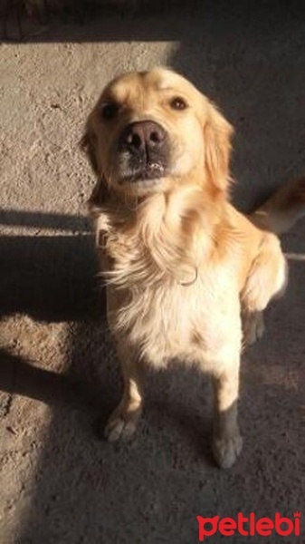 Golden Retriever, Köpek  Gofret fotoğrafı