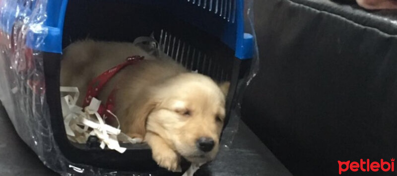 Golden Retriever, Köpek  Latte fotoğrafı