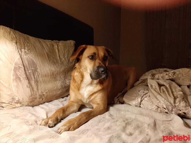Sokö (Sokak Köpeği), Köpek  Kahve fotoğrafı