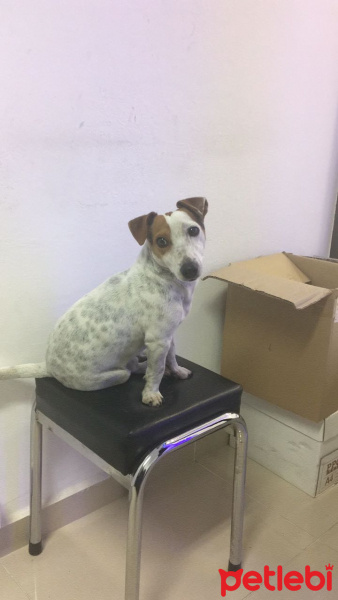 Jack Russell Terrier, Köpek  Mex fotoğrafı