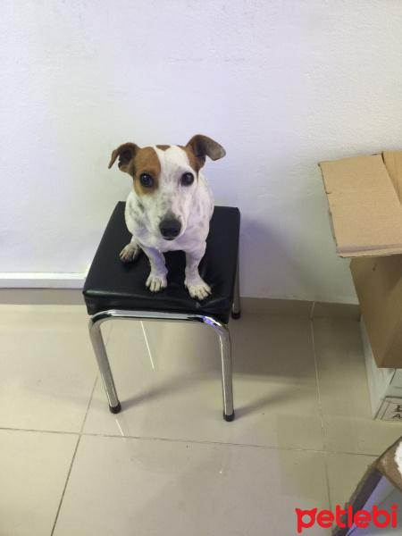 Jack Russell Terrier, Köpek  Mex fotoğrafı