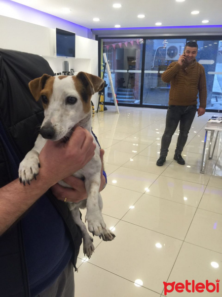 Jack Russell Terrier, Köpek  Mex fotoğrafı