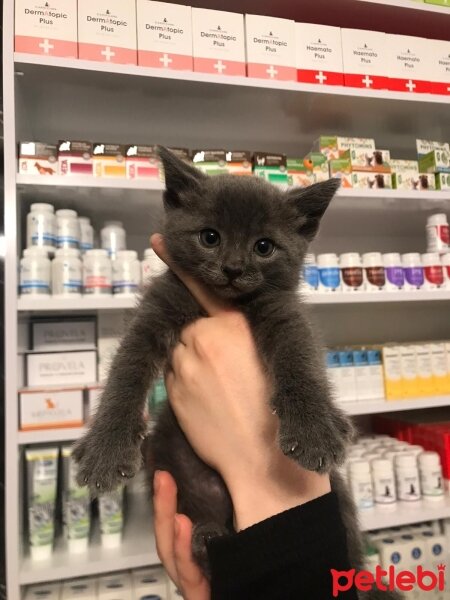 British Shorthair, Kedi  UZAY fotoğrafı