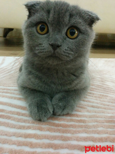 Scottish Fold, Kedi  İskoç fotoğrafı