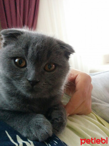 Scottish Fold, Kedi  İskoç fotoğrafı