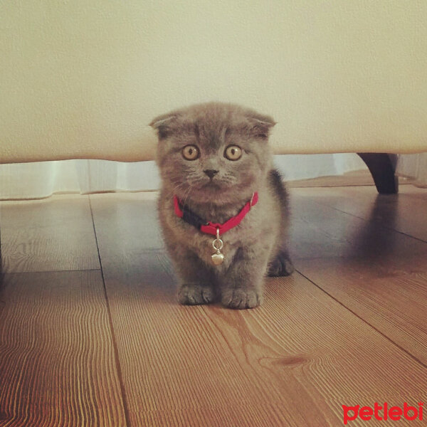 Scottish Fold, Kedi  İskoç fotoğrafı