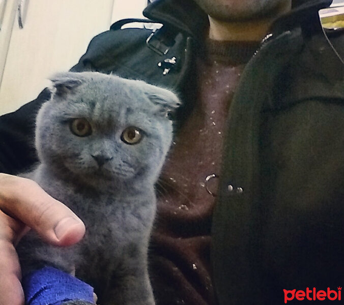 Scottish Fold, Kedi  İskoç fotoğrafı