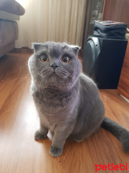 Scottish Fold, Kedi  İskoç fotoğrafı