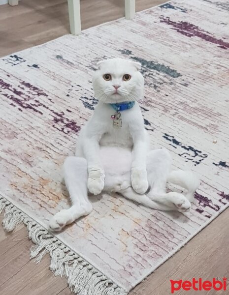 Scottish Fold, Kedi  Pamuk fotoğrafı