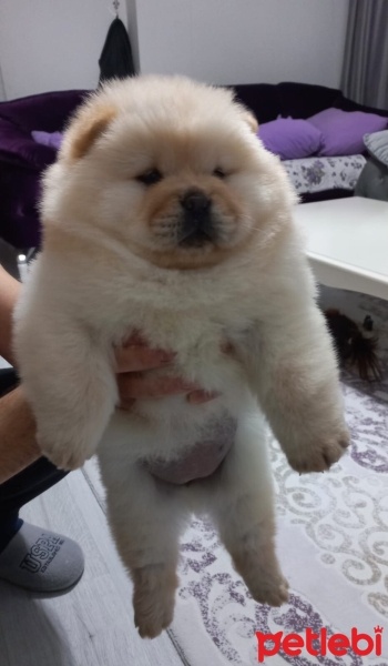 Chow Chow (çin Aslanı), Köpek  Cin Aslani fotoğrafı