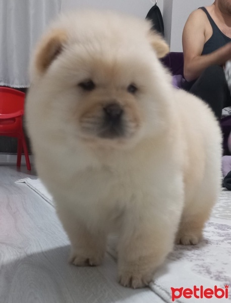 Chow Chow (çin Aslanı), Köpek  Cin Aslani fotoğrafı
