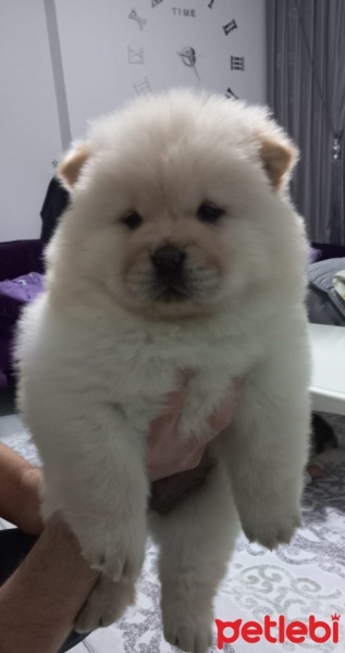 Chow Chow (çin Aslanı), Köpek  Cin Aslani fotoğrafı