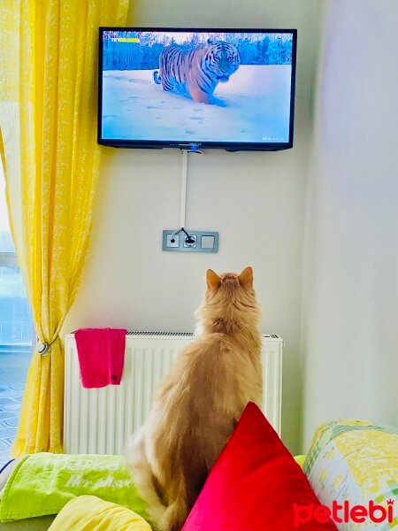 Norwegian Forest, Kedi  Zafer Luna Akın fotoğrafı