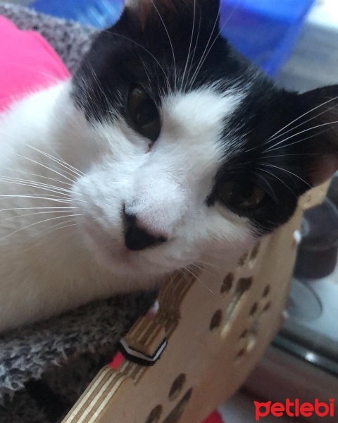 Tuxedo (Smokin) Kedi, Kedi  Loklok fotoğrafı