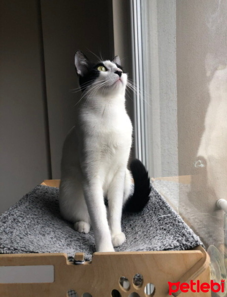Tuxedo (Smokin) Kedi, Kedi  Loklok fotoğrafı