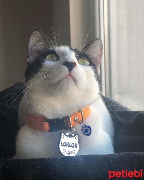 Tuxedo (Smokin) Kedi, Kedi  Loklok fotoğrafı