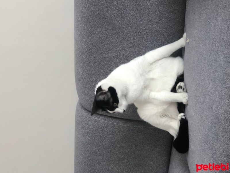 Tuxedo (Smokin) Kedi, Kedi  Loklok fotoğrafı