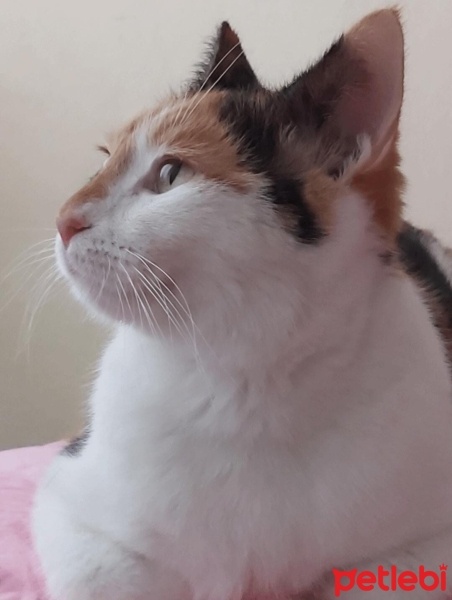 Tekir Kedi, Kedi  lili fotoğrafı