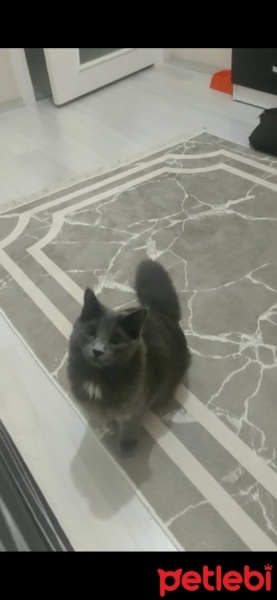 Chartreux, Kedi  Venüs fotoğrafı