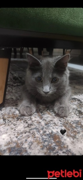 Chartreux, Kedi  Venüs fotoğrafı