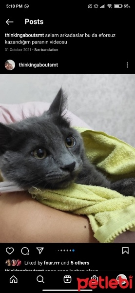 Chartreux, Kedi  Venüs fotoğrafı