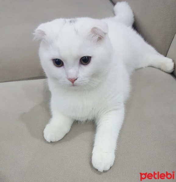Scottish Fold, Kedi  Pamuk fotoğrafı