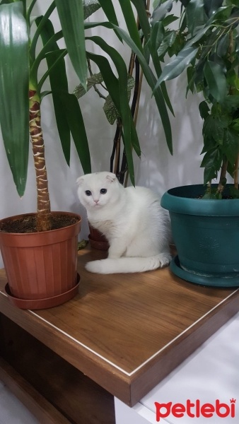 Scottish Fold, Kedi  Pamuk fotoğrafı