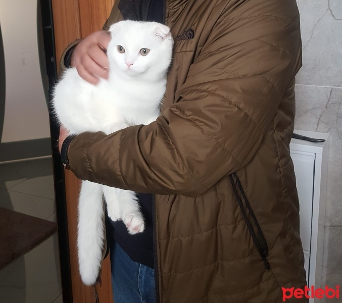 Scottish Fold, Kedi  Pamuk fotoğrafı