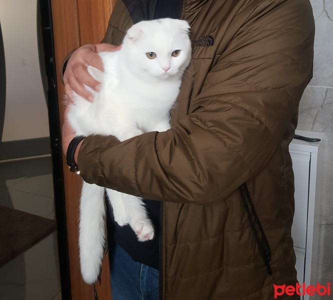 Scottish Fold, Kedi  Pamuk fotoğrafı