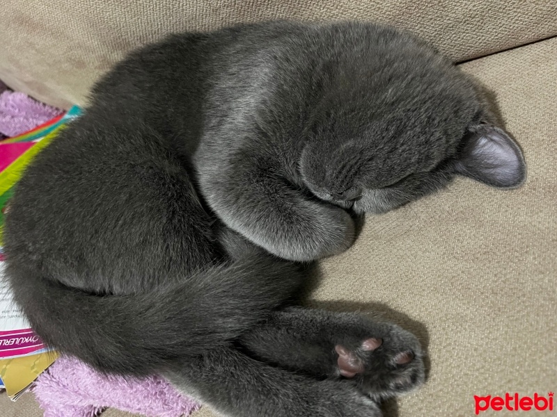 British Shorthair, Kedi  Boncuk fotoğrafı