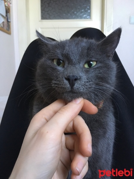 Mavi Rus, Kedi  Gri fotoğrafı