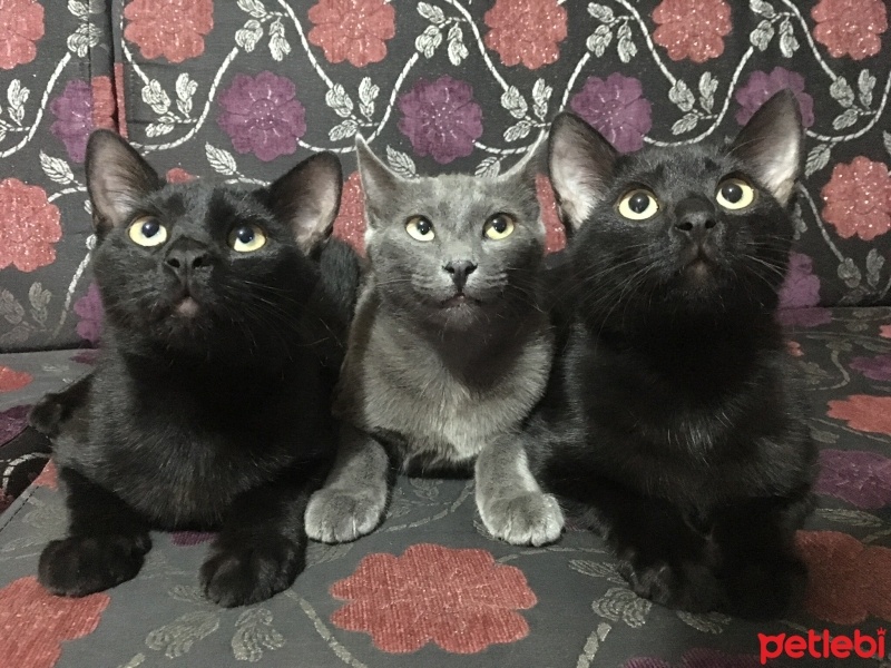 Mavi Rus, Kedi  Gri fotoğrafı