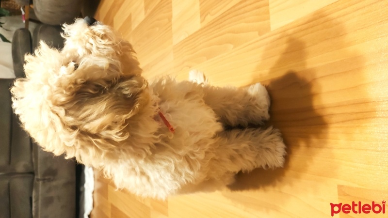 Poodle(Standart Kaniş), Köpek  Casper fotoğrafı