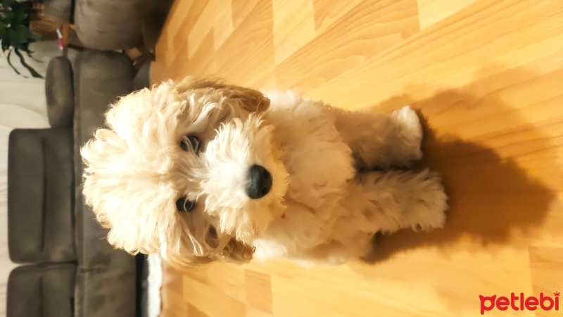 Poodle(Standart Kaniş), Köpek  Casper fotoğrafı