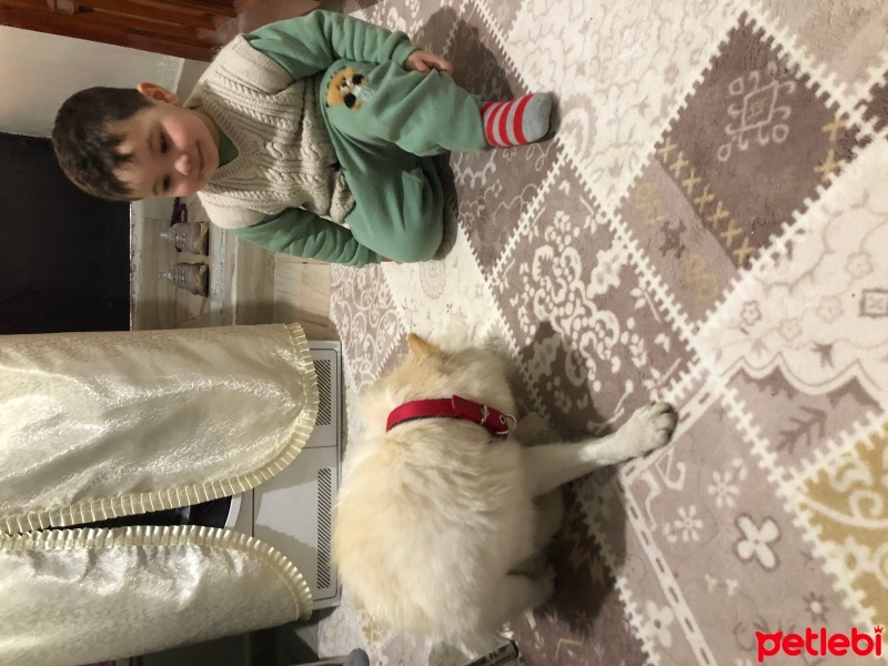 Pomeranyalı, Köpek  Pamuk fotoğrafı