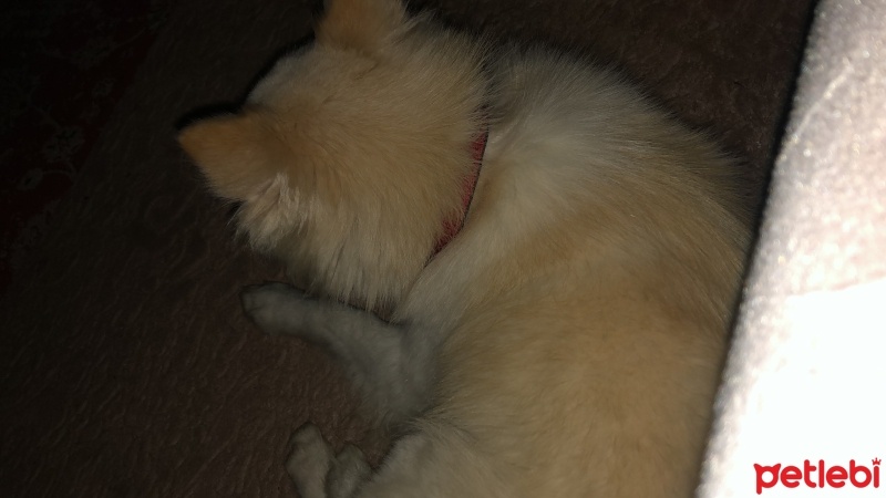 Pomeranyalı, Köpek  Pamuk fotoğrafı