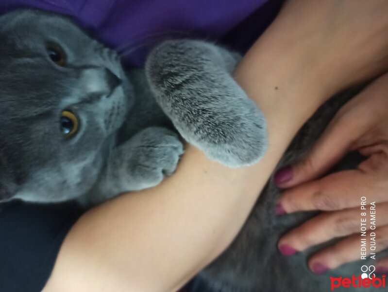 Scottish Fold, Kedi  BENJAMİN fotoğrafı