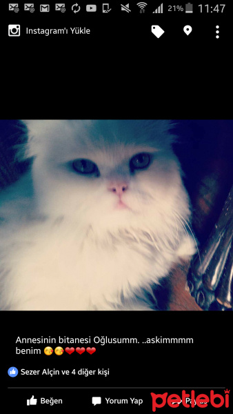 İran Kedisi (Persian), Kedi  Pamuk fotoğrafı