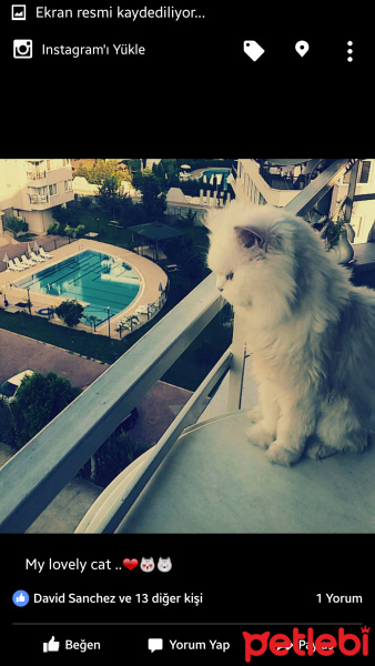 İran Kedisi (Persian), Kedi  Pamuk fotoğrafı