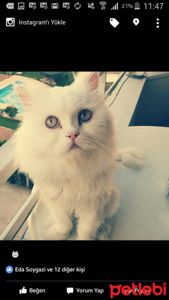 İran Kedisi (Persian), Kedi  Pamuk fotoğrafı